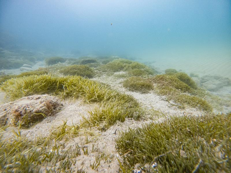 Caulerpa is already well established in several areas - photo © Marine Biosecurity