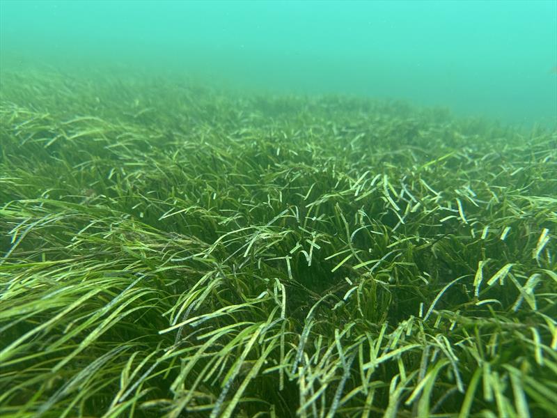 Caulerpa – and Subtidal seagrass - It can be easy to mistake friendly natives for pests. Exotic caulerpa for example can look very similar to some of our beneficial natives like seagrass but the native exists in balance with the local ecosystem while the  - photo © Shaun Lee
