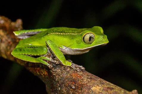 Solar charged Pale Blue Earth Batteries are used by Ethan Duvall in wild life research in the Amazon _ November 2025 - photo © Ethan Duvall